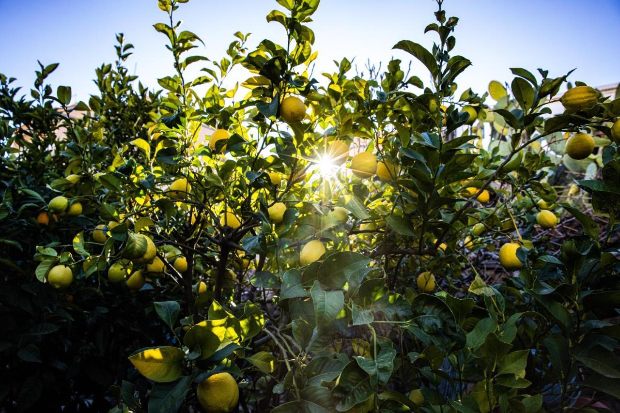 The Lemon Tree Vilaflor Exterior foto