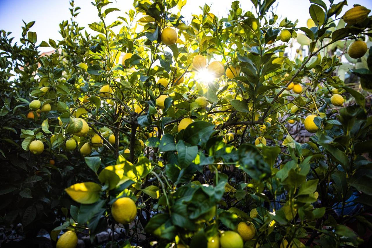 The Lemon Tree Vilaflor Exterior foto